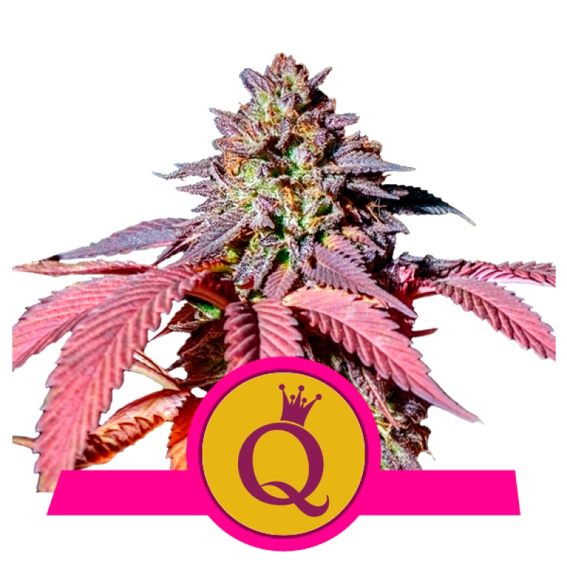 Royal Queen Purple Queen USA Premium - Imagen 1