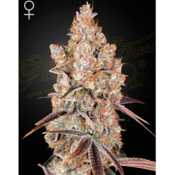 Green House Holy Snow Fem. - Imagen 1