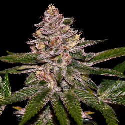 Ripper Seeds Radical Juice Fem - Imagen 1