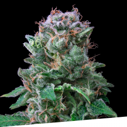 Exclusive Seeds Exclusive Cookies Fem - Imagen 1