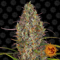 Barney´S Farm Glue Gelato Auto 5Und - Imagen 1