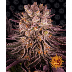 Barney´S Farm Mimosa x Orange Punch 5Und Fem - Imagen 1