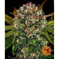 Barney´S Farm Strawberry Cheesecake Auto - Imagen 1