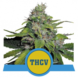 Royal Queen Royal THCV Fem - Imagen 1