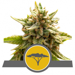 Royal Queen Marula Fruit Reg - Imagen 1