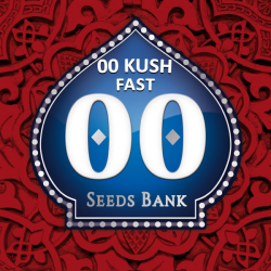 00 Seeds 00 Kush Fast Fem - Imagen 1