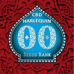 00 Seeds Harlequin CBD Fem - Imagen 1