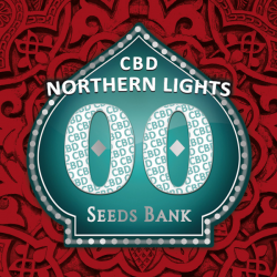 00 Seeds Northern Lights CBD Fem - Imagen 1