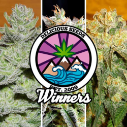 Delicious Seeds Gourmet Collection Pack Winners Fem - Imagen 1