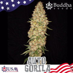 Buddha Seeds Auto Gorila - Imagen 1