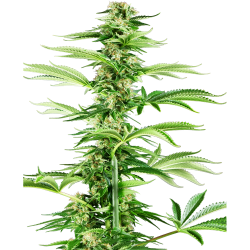 Sensi Seeds Honey Melon Haze Fem - Imagen 1