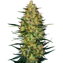 Sensi Seeds Caramellow Kush Auto - Imagen 1