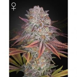 Green House Pulp Friction Fem - Imagen 1