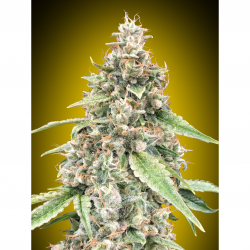 00 Seeds Lemon OG Auto - Imagen 1