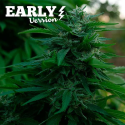 Delicious Seeds Lord Kush F1 Early Version Fem - Imagen 1