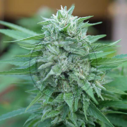 Delicious Seeds Moby Delicious Fem - Imagen 1