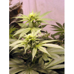 Mr. Nice Early Queen Reg - Imagen 1
