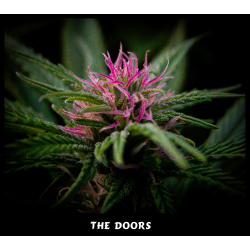 Mr. Nice The Doors (NL5 x Haze Ac) Reg - Imagen 1