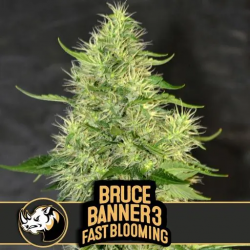 Blimburn Seeds Bruce Banner #3 Fast Blooming Fem - Imagen 1