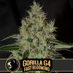Blimburn Seeds Gorilla G4 Fast Blooming Fem - Imagen 1
