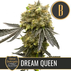 Blimburn Seeds Dream Queen Fem - Imagen 1