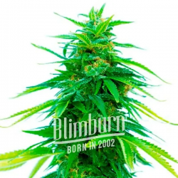 Blimburn Seeds Taängie Fem - Imagen 1