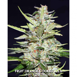 Xtreme Seeds Fruit Orange Cookies ASB Auto