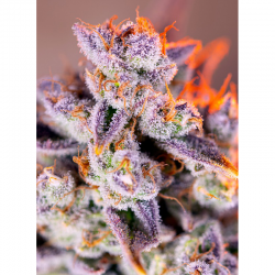 Sweet Seeds Auto Tropicanna Poison XL