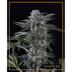 Silent Seeds Moby Dick Auto
