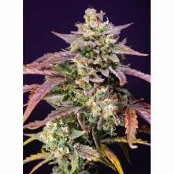 Sweet Seeds Auto Purple Punch OG XL