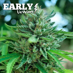 Delicious Seeds Delicious Cookies F1 Early Version Fem