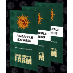 Barney´S Farm Pineapple Express Fem