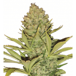 Nirvana Big Bud 10Und Reg