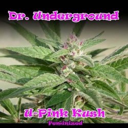 Dr Underground U-Pink Kush 8Unds Fem