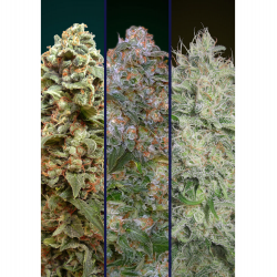 Advanced Seeds Feminized Collection #7 Fem
