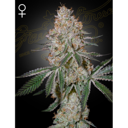 Green House HighCloudZ Fem