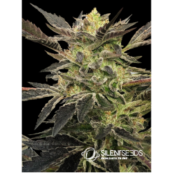 Silent Seeds Pink Sunset Auto