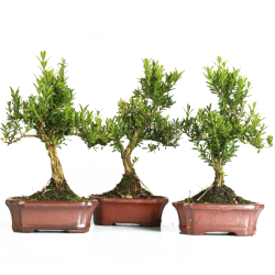 Bonsai Buxus (Maceta 15cm)