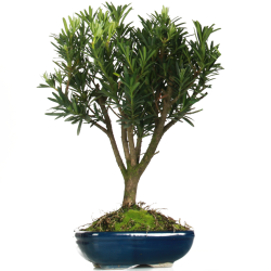 Bonsai Podocarpus (Maceta 20cm)
