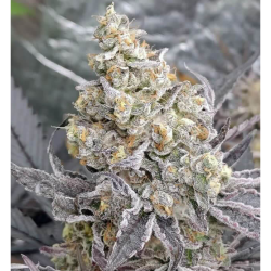 Tramuntana Seeds Kush Mints x Purple Punch Fem