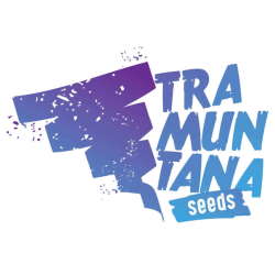 Tramuntana Seeds Cherry Mints x Purple Punch Fem