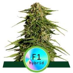 Royal Queen Epsilon F1 Auto
