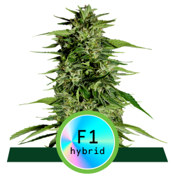 Royal Queen Hyperion F1 Auto
