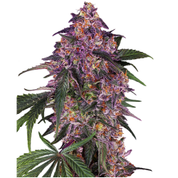 Sensi Seeds Sensi Puple Kush Fem