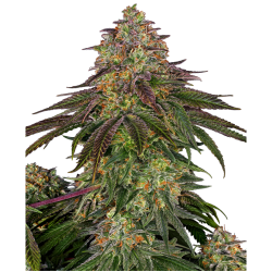 Sensi Seeds Sweet Cherry Kush Fem