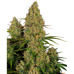Sensi Seeds Sticky Orange XXL Auto