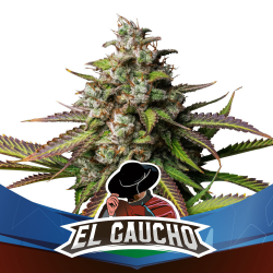 Grow-Op BSF Seeds El Gaucho Faster Flowering Fem