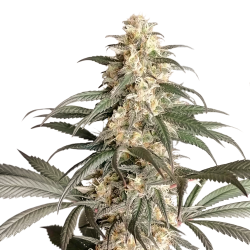 Super Sativa Seed Club Black Lebanon Fem