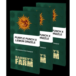Barney´S Farm Purple Punch x Lemon Drizzle Fem